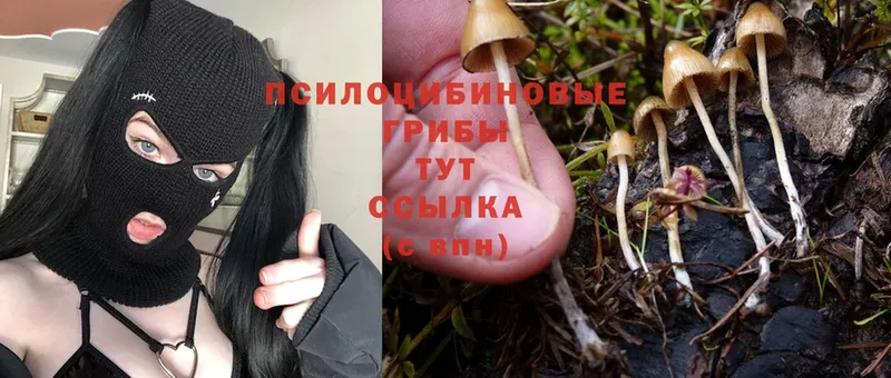 Галлюциногенные грибы Psilocybine cubensis  магазин  наркотиков  Сорочинск 